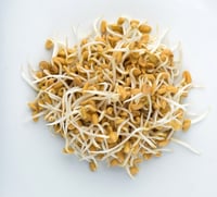 Fenugreek