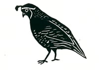 Image 3 of Quail Cards