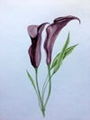 Purple Calla Lily Watercolor