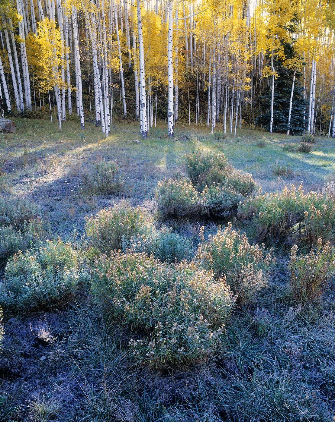 Image of Sunbeams Through Aspens, Uncompahgre National Forest, Colorado