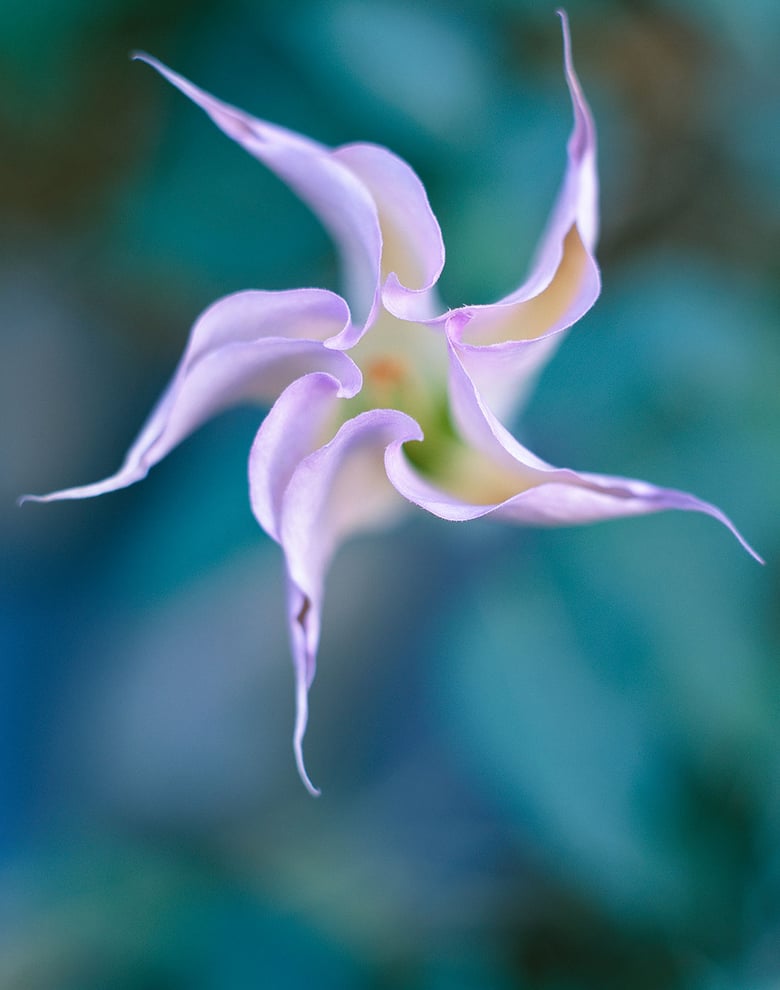 Image of Moon Lily (Datura Opening), Zion National Park, Utah