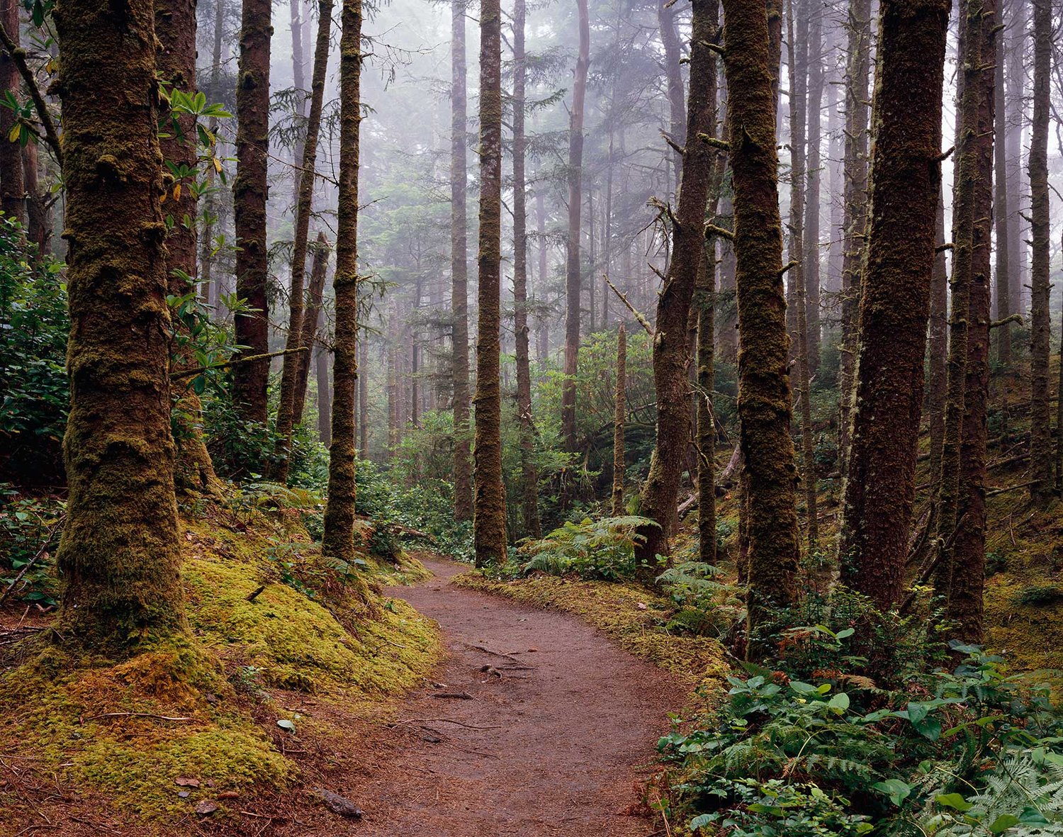 Image of The Hobbit Trail, Siuslaw National Forest, Oregon