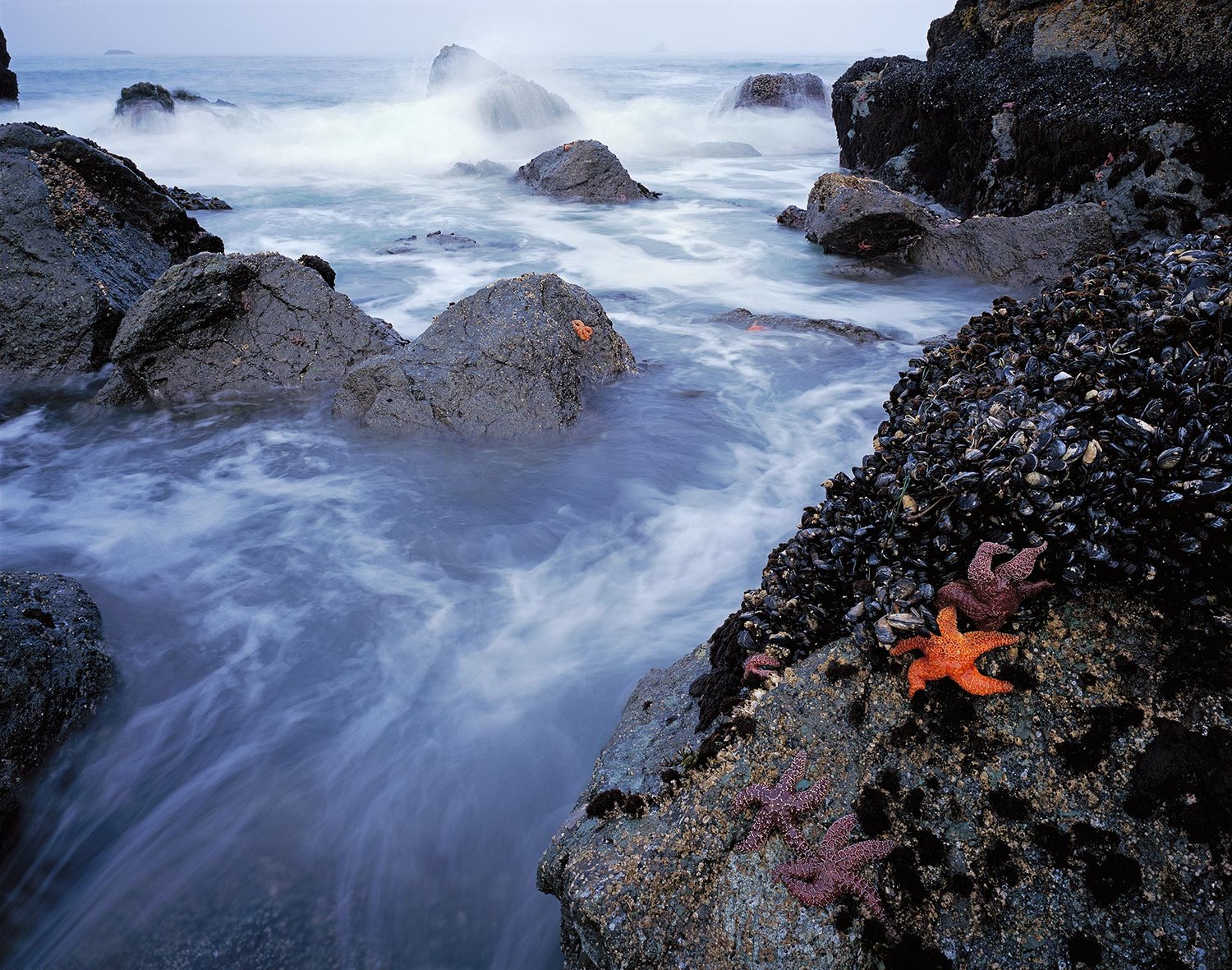 Image of Starfish & Surf, Samuel Boardman State Park, Oregon