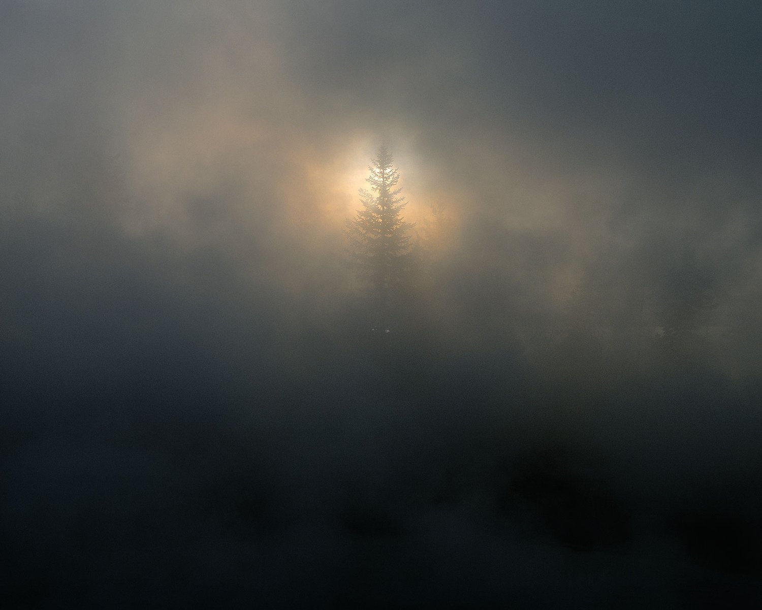 Image of Shining Through, Yellowstone National Park, Wyoming