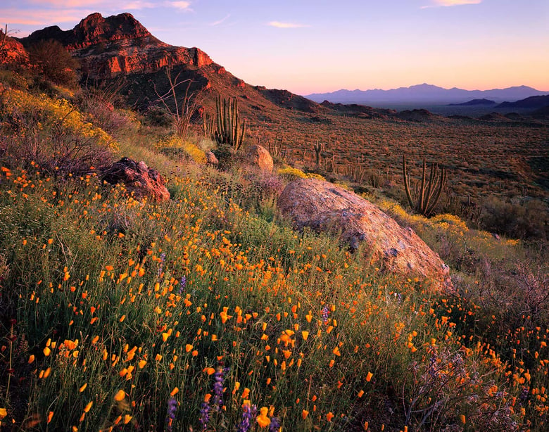 Image of Desert in Bloom, Organ Pipe Cactus National Monument, Arizona