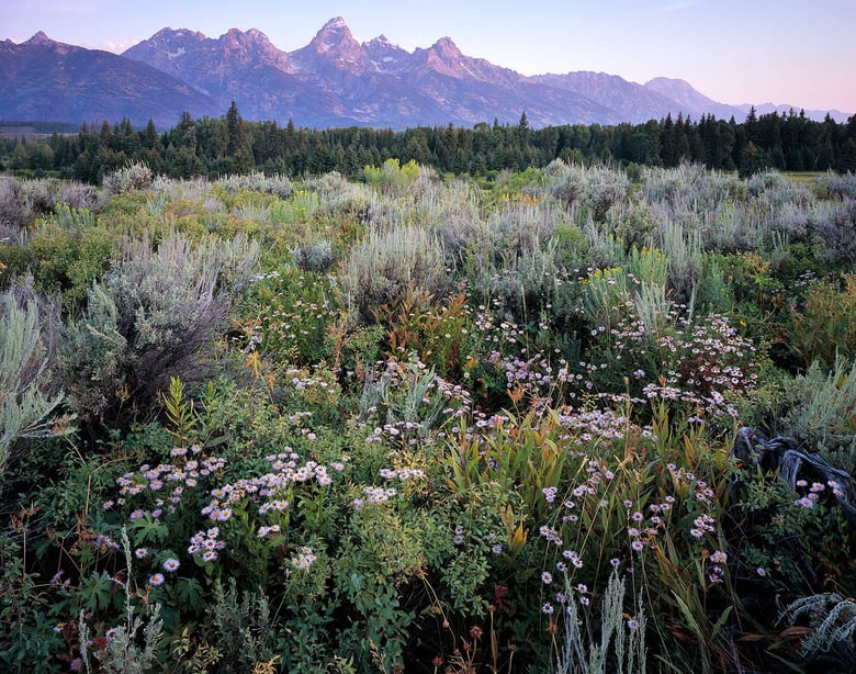Image of Wildflowers & Grand Teton, Grand Teton National Park, Wyoming