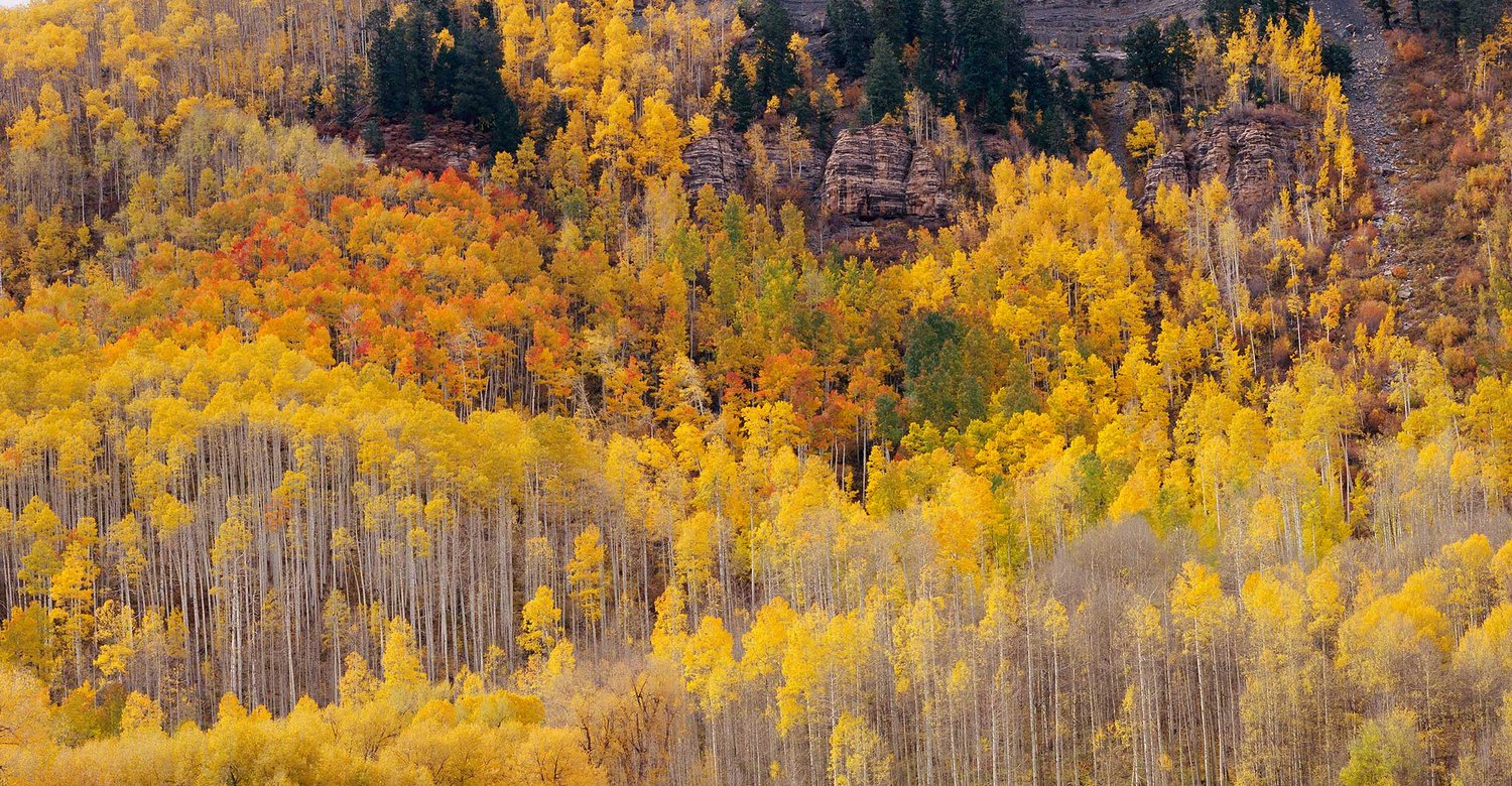 Image of  Hermosa Cliffs, Autumn, San Juan National Forest, Colorado