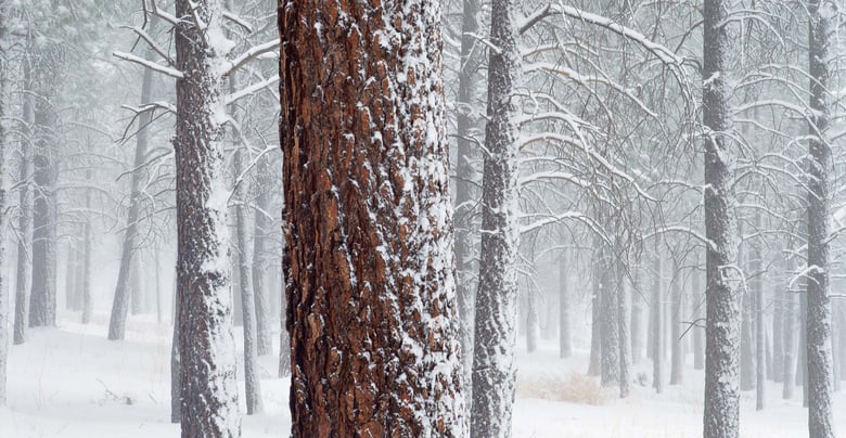 Image of Ponderosas in Snow, Flagstaff, Arizona