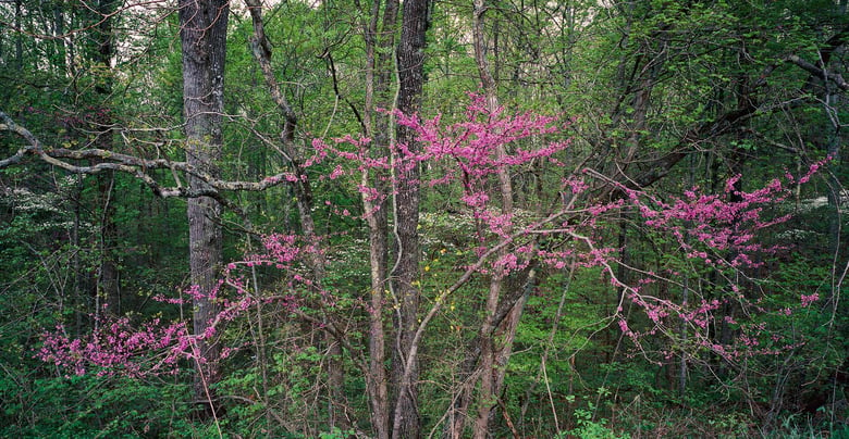 Image of Redbud & Dogwoods, Mammoth Cave National Park, Kentucky