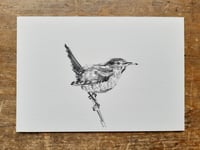 Wren print