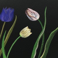 Image 4 of Trois tulipes