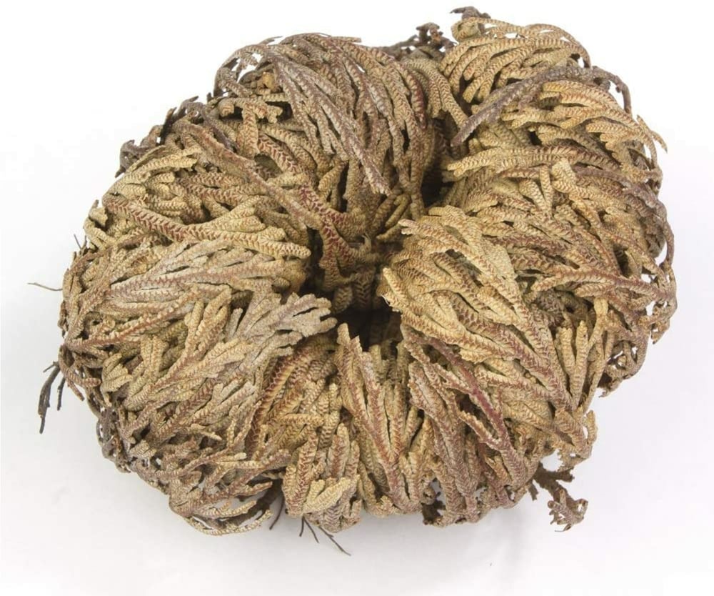 Image of Rise of Jericho - "Refresh Reminder"