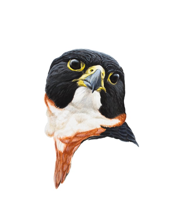 Image of 11x14" Limited Giclee Print: Orange-breasted Falcon (Falco deiroleucus