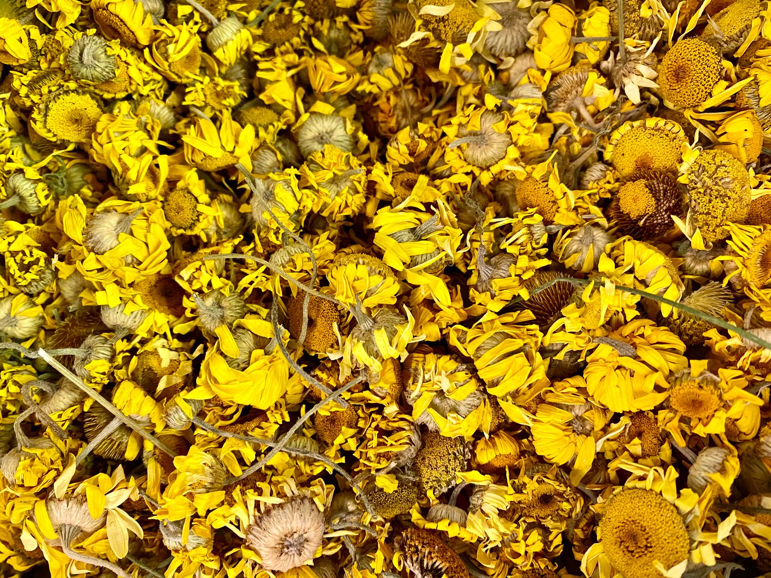 Image of British Dyers Chamomile  -Whole dried flowers