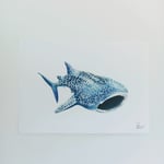 Whale Shark Front View 
