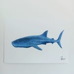 Whale Shark Profile View