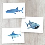 Ocean Giants 