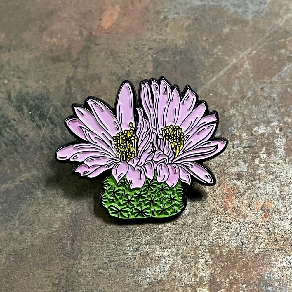 Pediocactus despainii pin