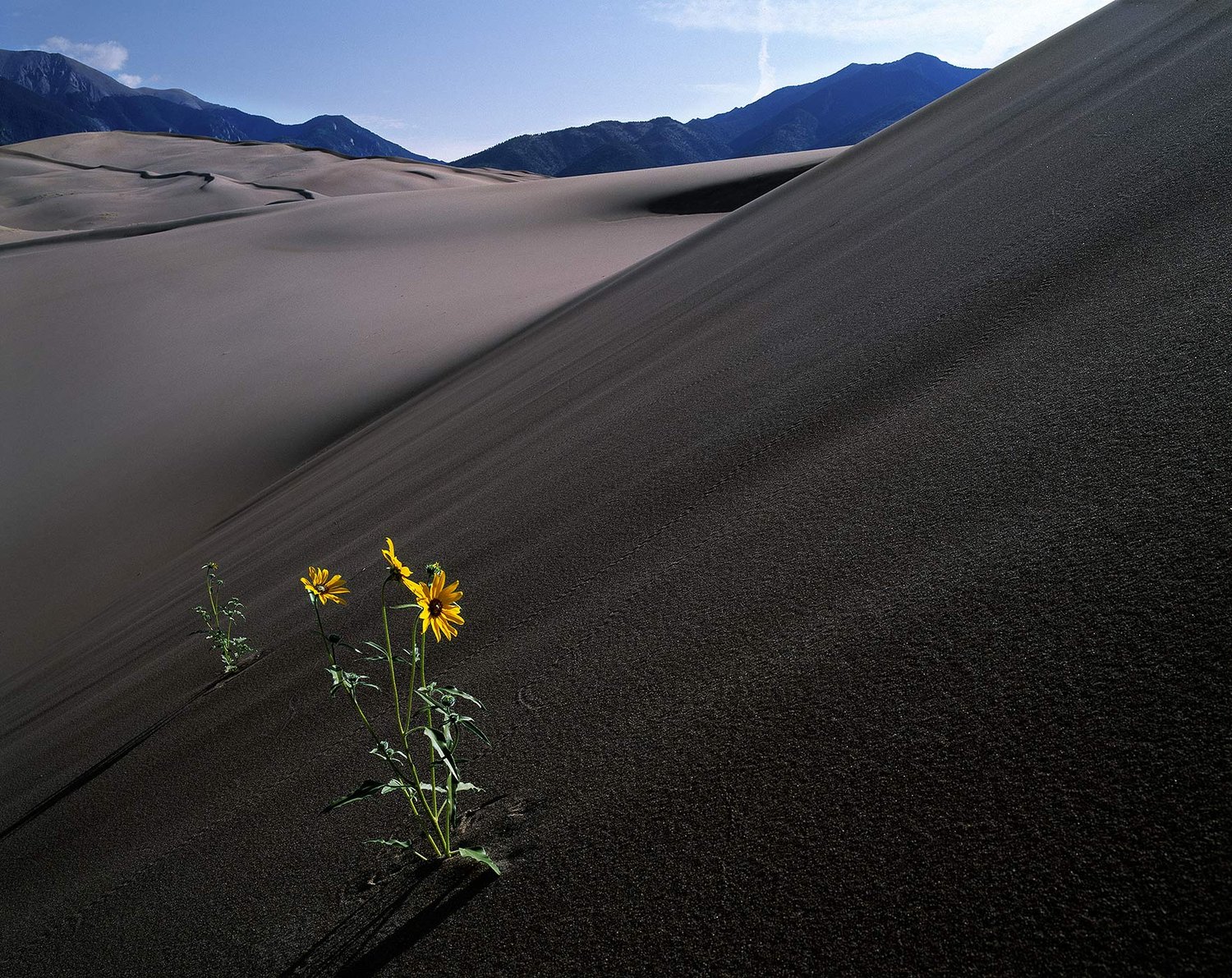 Image of Pioneer Sunflowers, Great Sand Dunes National Park, Colorado