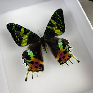 Image of SUNSET MOTH - URANIA RIPHAEUS