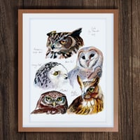 Owls print