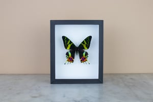 Image of SUNSET MOTH - URANIA RIPHAEUS