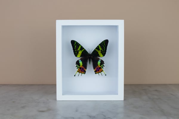 Image of SUNSET MOTH - URANIA RIPHAEUS 