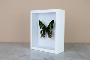 Image of SUNSET MOTH - URANIA RIPHAEUS 