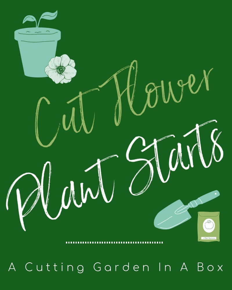Image of CUT FLOWER PLANT STARTS