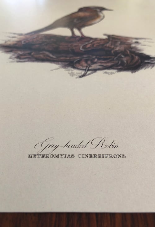 Image of Grey-headed Robin (Heteromyias cinereifrons).