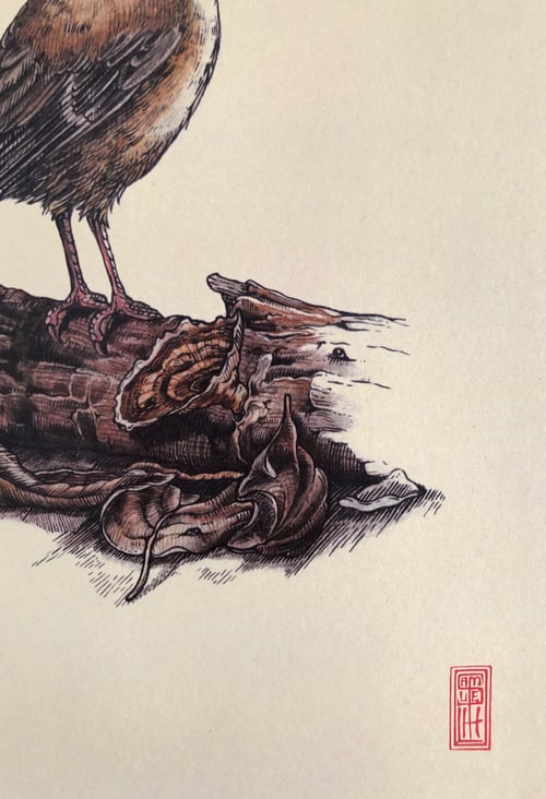 Image of Grey-headed Robin (Heteromyias cinereifrons).