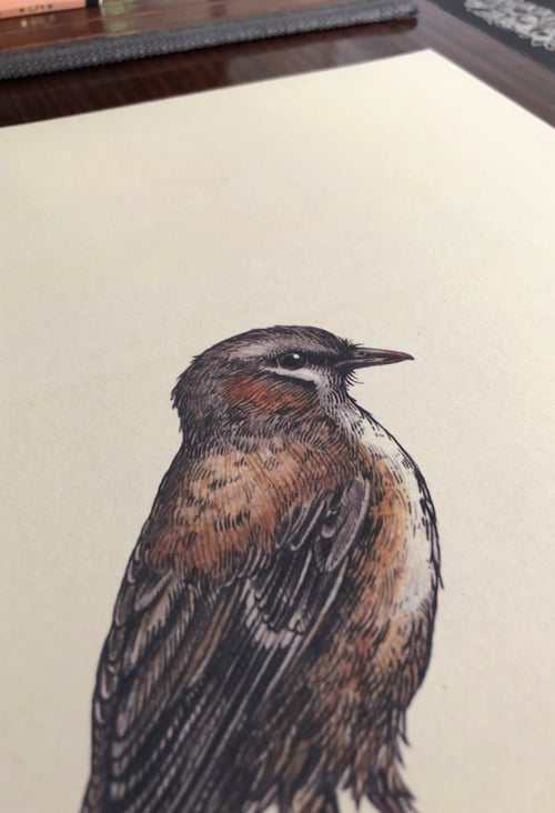 Image of Grey-headed Robin (Heteromyias cinereifrons).