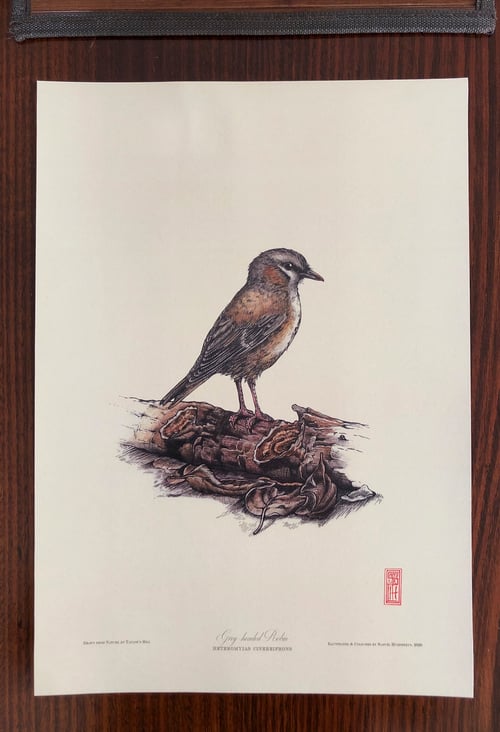 Image of Grey-headed Robin (Heteromyias cinereifrons).