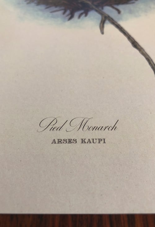 Image of Pied Monarch (Arses kaupi).