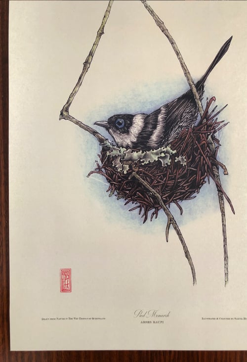 Image of Pied Monarch (Arses kaupi).