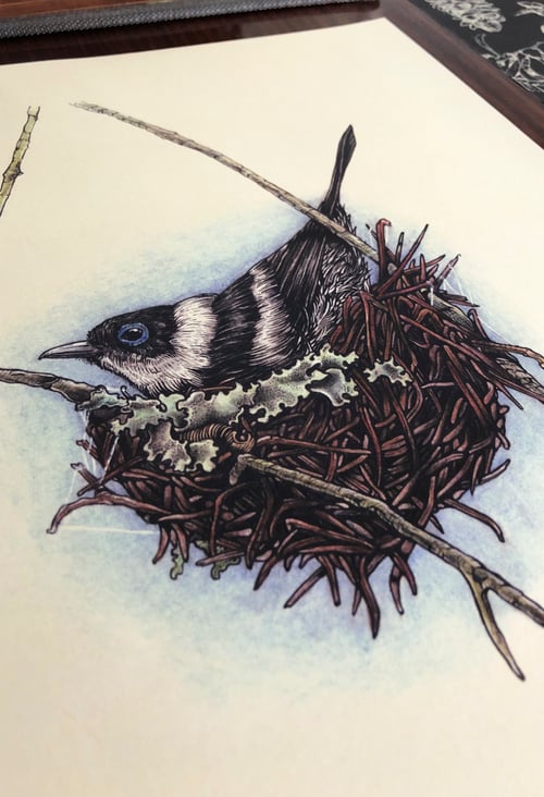 Image of Pied Monarch (Arses kaupi).