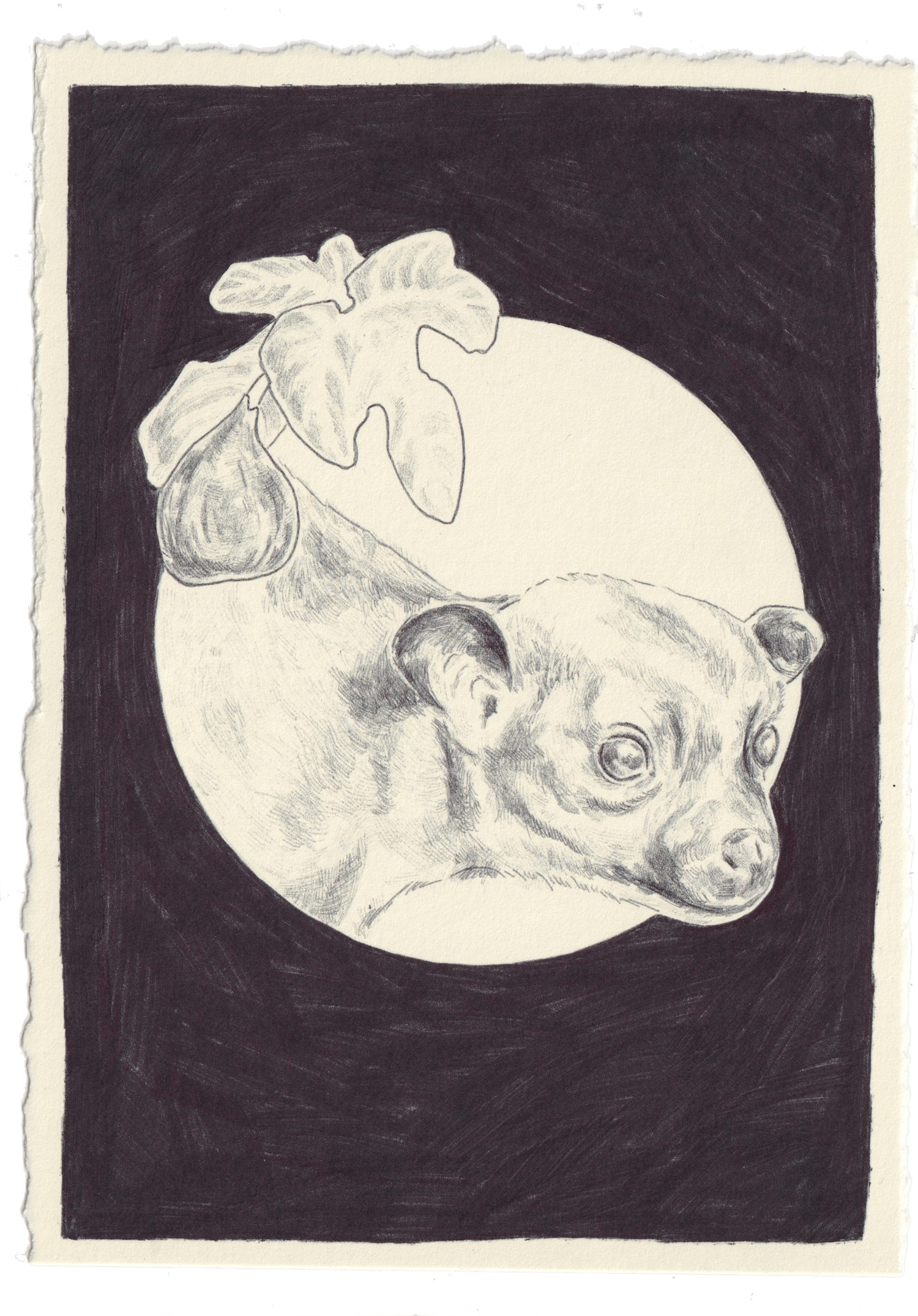 Kinkajou Original Drawing