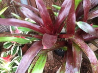 Image 2 of Neoregelia Royal Burgundy