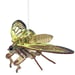 Image of JCR ARTHROPODA : CICADA