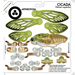 Image of JCR ARTHROPODA : CICADA