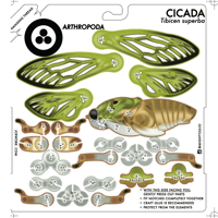 Image 3 of JCR ARTHROPODA : CICADA
