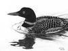 Common Loon Greeting Card