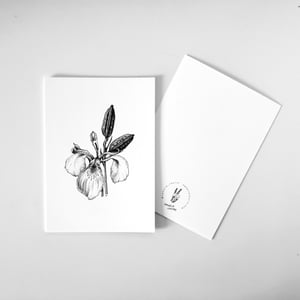 CARTE POSTALE : *Mimosa Pudica *Fritillaire *Magnolia *Iris *Protea