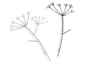 Cow parsley pin