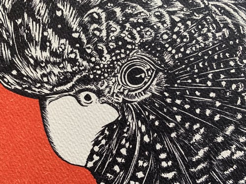 Image of ‘Black Cockatoo’ Fine Art Print