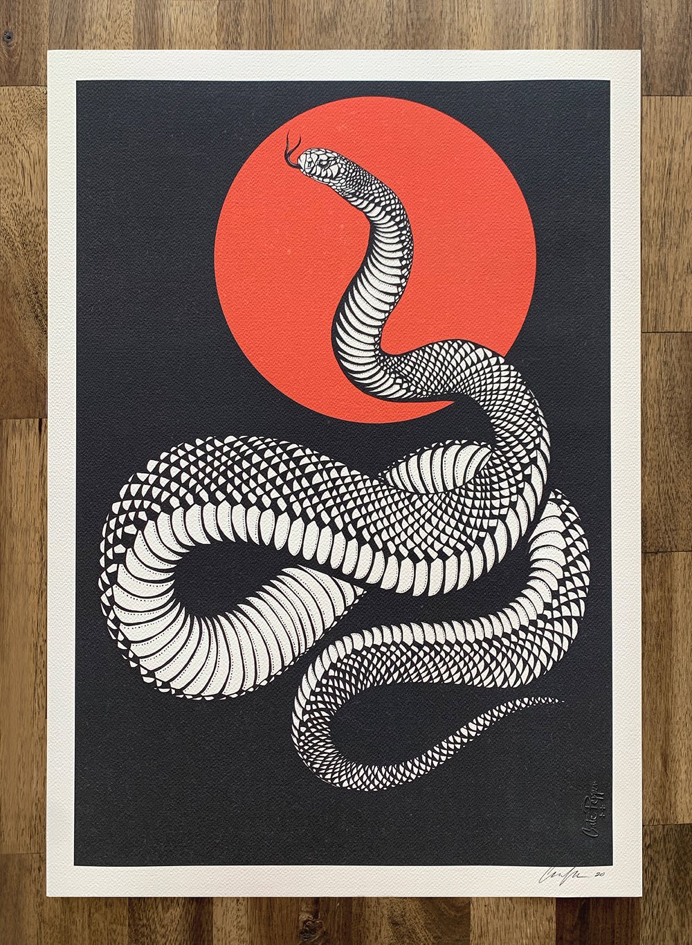 Image of ‘Red-bellied Black Snake’ Fine Art Print