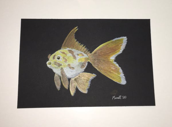 Image of Fancy Goldfish #1