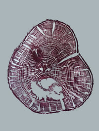 Prunus serrulata 'Kanzan' A2 Print (42 x 59cm)