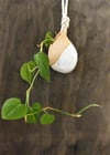Small Hanging Propagation Vase 