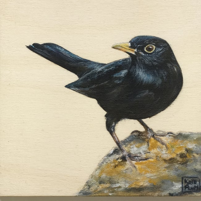 Blackbird on rock